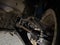 2002 Ford Focus SE Fleet